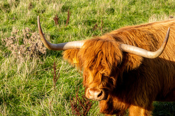 Scottish Highland Cow