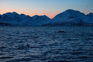 Pod of Killer Whales Chasing Herring near Skjervøy, Northern Norway, Showing Only Their Dorsal Fins