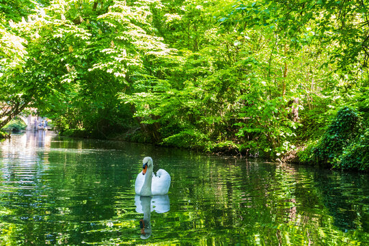 White swan swimming in the river