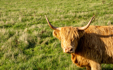 Scottish Highland Cow