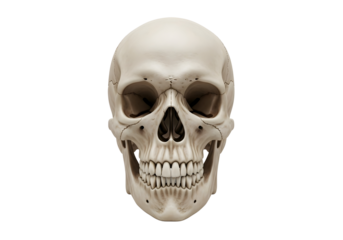 Human skull front view isolated on transparent background