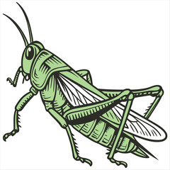Vibrant green grasshopper detailed illustration on white background, perfect for nature education and biology projects on a white background