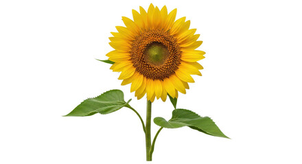 Obraz premium Single sunflower blossom with leaves isolated PNG with Transparent Background