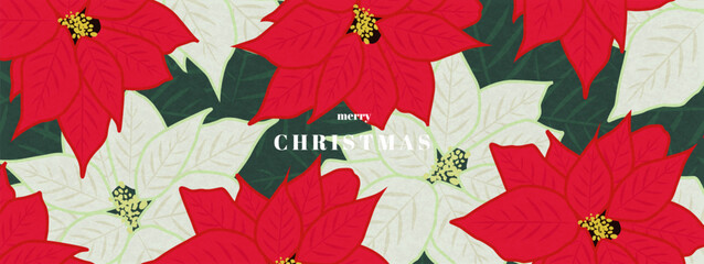Christmas vector holiday illustration with flowers and fir branch. Greeting Christmas cards. Poinsettia flowers.