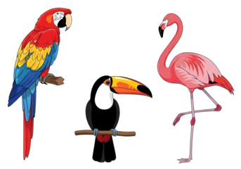 Colorful macaw toucan and flamingo birds isolated on transparent background