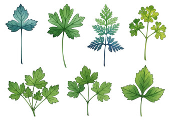Different green watercolor parsley or celery leaves on a white background. Botanical kitchen herbs illustration set.