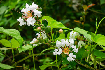 A vibrant of blooming white crape myrtle with leaves and bud on a shrub.