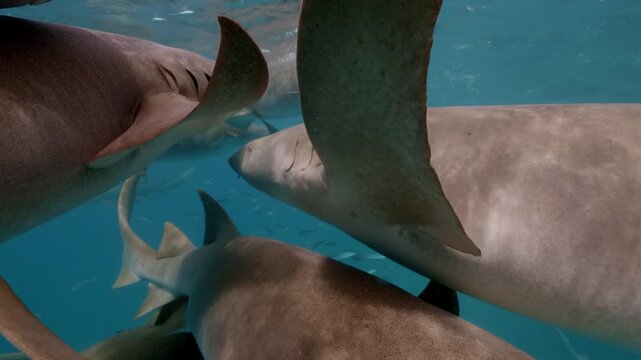 A large, tightly packed group of nurse sharks gracefully swims near the ocean surface in the crystal-clear waters of the Maldives, surrounded by colorful tropical fish in a vibrant marine setting.