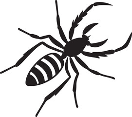 spider isolated on white background