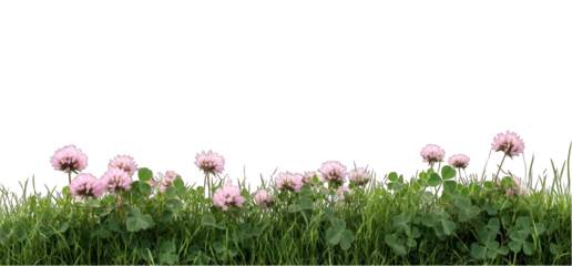 Clover flowers and grass patch on transparent background ground level view