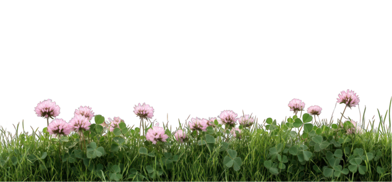 Clover flowers and grass patch on transparent background ground level view - Powered by Adobe