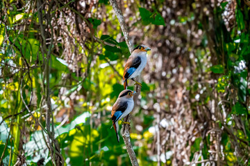 colorful bird Silver-breasted broadbill (Serilophus lunatus) build a nest.
