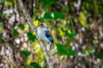 colorful bird Silver-breasted broadbill (Serilophus lunatus) build a nest.