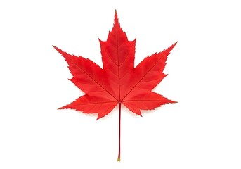 Vibrant red maple leaf symbol of canada autumnal beauty natural foliage icon