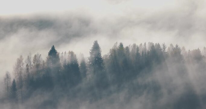 A forest of trees enveloped in heavy fog, creating a mysterious atmosphere with hazy silhouettes against a muted background.  The Mala Fatra national park in Slovakia, Europe.