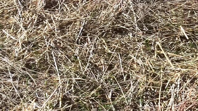 Corderito para navidad 