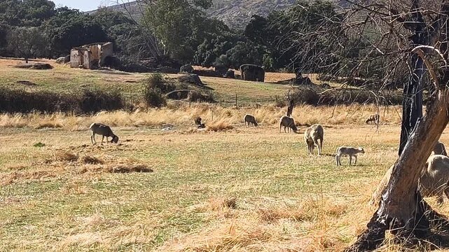 Corderito perdido sin mam&aacute; 