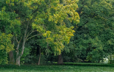 autumn trees in the forest