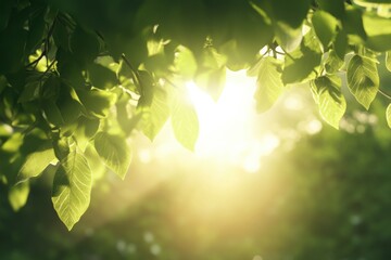 Obraz premium Luminous Canopy: Sunbeams stream through a vibrant canopy of fresh, green leaves, painting a breathtaking tableau of nature's beauty.