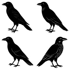 Four black crow silhouettes standing in different poses against a white background design element image