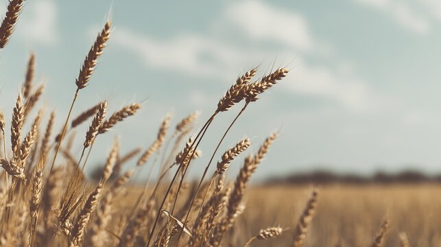 A golden wheat field under the deep blue sky creates an atmosphere full of vitality and harvest. It symbolizes prosperity, warmth, and the abundant rewards of nature.