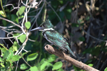Amazon kingfisher on a branch