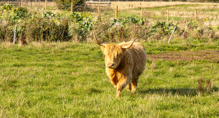 Scottish Highland Cow
