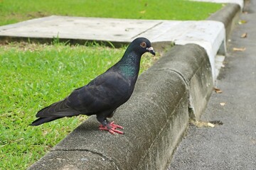 Rock dove or Rock pigeon (Columba livia) sick with avian pox