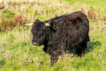 Scottish Highland Cow