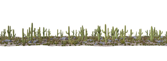 cactus in desert on transparent background