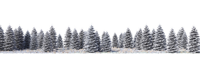 winter pine forest in the snow on transparent background