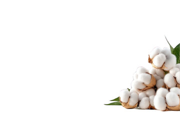 Cotton plant still life with transparent background copy space