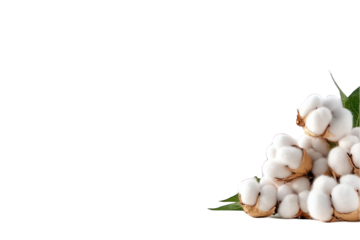 Cotton plant still life with transparent background copy space