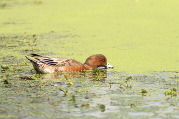 Male Eurasian Wigeon feeding on aquatic plants in a green pond, Japan