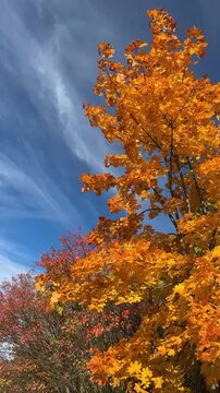 Vibrant Orange Maple Tree Under Deep Blue Autumn Sky Video