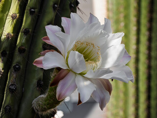 Closeup view of blooming white and purple pink flower of leucostele terscheckii aka cardon grande cactus or Argentine saguaro growing on spiky stem