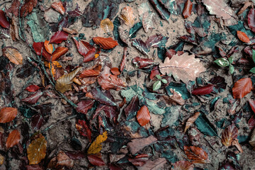 Colorful Fallen Leaves on Wet Forest Ground. The vibrant red, orange, and yellow tones create a natural seasonal background with artistic texture and detail.