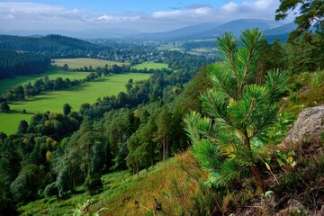 Naklejka premium Scenic Scottish Highlands view with a vibrant pine tree, lush fields, and distant mountains.