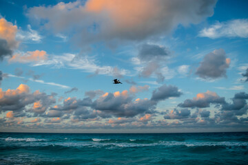 Pelican Soaring Through the Blue Sky