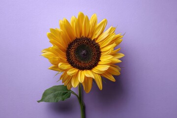 Radiant Sunflower Blossom Against a Soft Lavender Background
