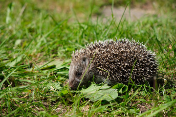 Spring wildlife moment with hedgehog peeking through grass, captured in soft light and natural tones