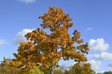herbstlaub