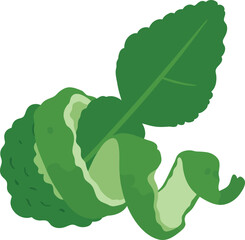 Vibrant kaffir lime leaves zest ingredient for asian cuisine and detox drinks vector