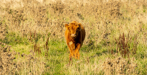 Scottish Highland Cow