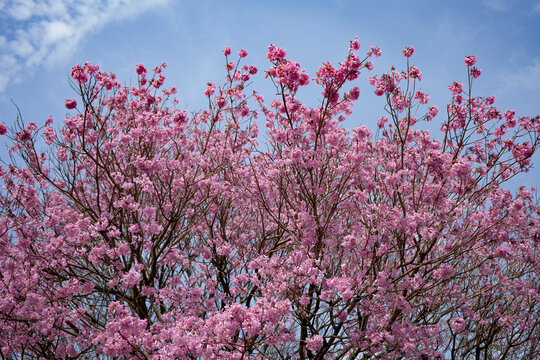 Lapacho rosado en flor bajo un cielo azul