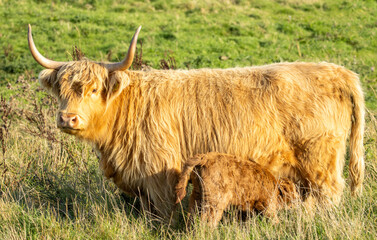 Scottish Highland Cow