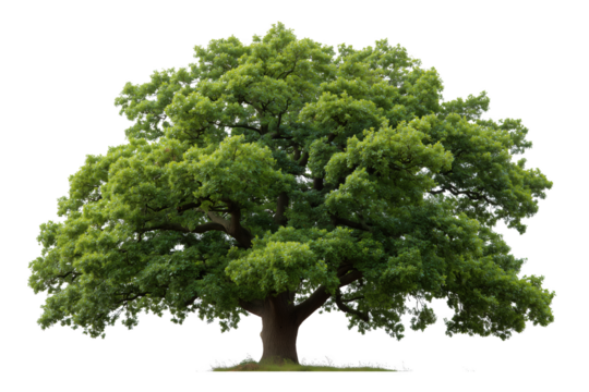 Majestic Oak Tree in Nature's Embrace: A magnificent oak tree, with its broad canopy of vibrant green leaves, stands tall, a symbol of strength and the beauty of the natural world.