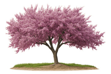Obraz premium Blooming Cherry Tree: Witness the exquisite beauty of a vibrant cherry tree in full bloom, its branches adorned with delicate pink blossoms, standing gracefully against a bright sky.