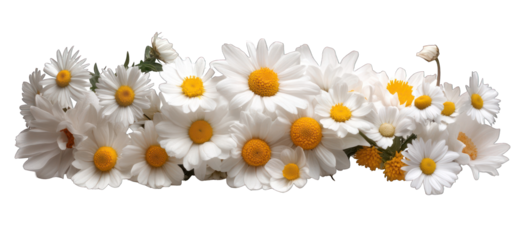 Daisy flower arrangement border on transparent background floral decoration