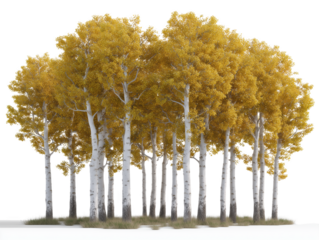 Golden Aspen Grove: A vibrant group of aspen trees showcases their stunning yellow foliage, creating a picturesque and awe-inspiring autumnal scene.